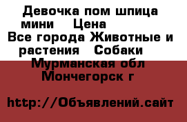 Девочка пом шпица мини  › Цена ­ 30 000 - Все города Животные и растения » Собаки   . Мурманская обл.,Мончегорск г.